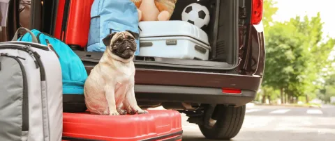 Petit chien sur une valise qui part en vacances