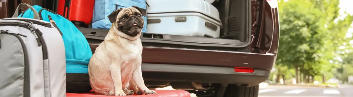 Petit chien sur une valise qui part en vacances